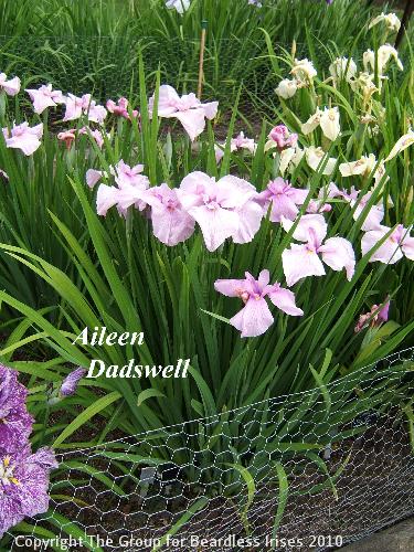 41 Aileen Dadswell